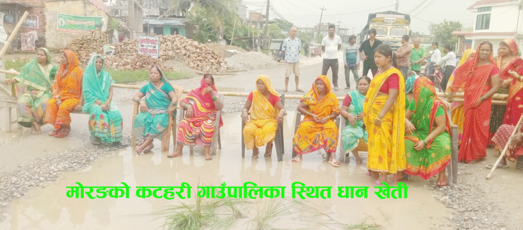 मोरङको कटहरी गाउँपालिका स्थित सडकमा धान खेती